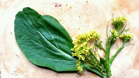 Chinese cabbage's flowers and leaf on wooden の素材
