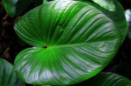 leaf
