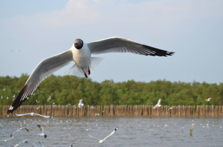 Seagull of Bang-Puの写真素材