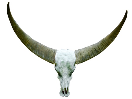 long horn buffalo skull, isolated on whiteの写真素材