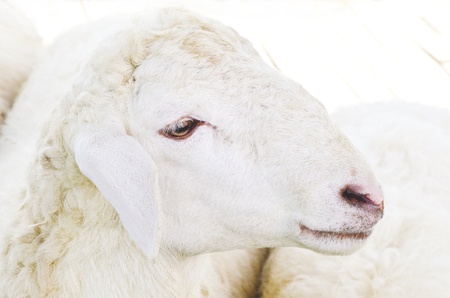 sheep face on the farmの写真素材