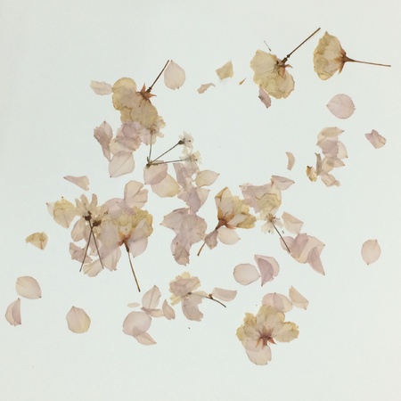 Dry sakura flower isolated on ehiteの素材
