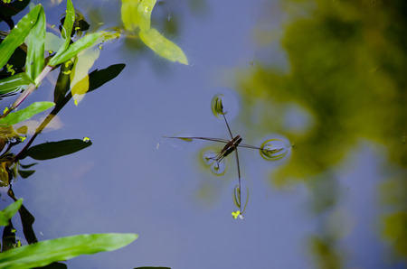 Pond skater on water surfaceの写真素材