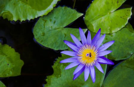 purple lotus and bee