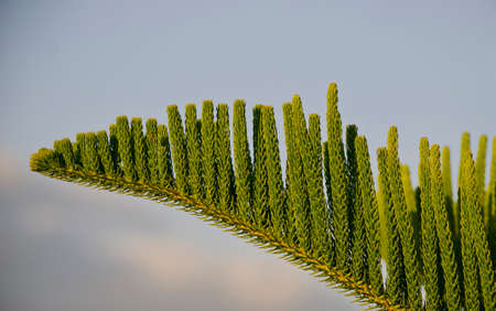 Nolfolk island pine  leaf on sky background