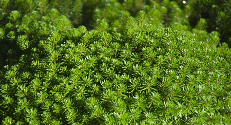 Hydrilla verticillata,  the small forrest, in Thailand