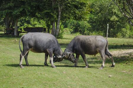 buffaloes at Laosの写真素材