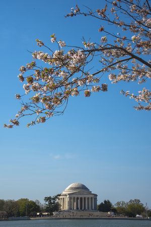 Jefferson Memorial with cherry blossom, Washington D.C., USAのeditorial素材