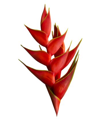 red Heliconia flower on white background with clipping pathの写真素材