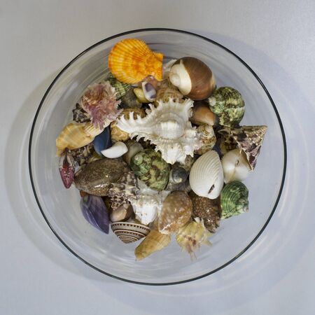 sea shell in the bowl on white backgroundの写真素材