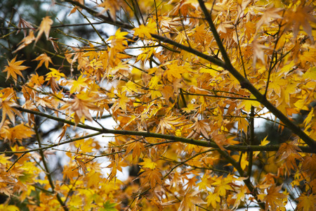 scene of yellow maple leaf on autumn