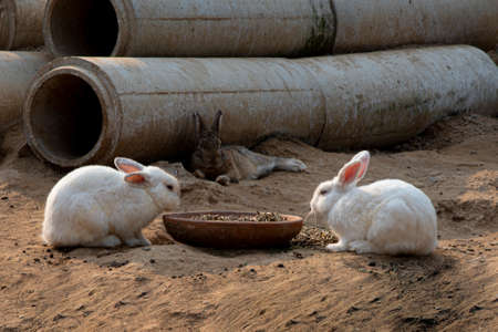 couple of rabbit are drinking water in the sand in farmyard
