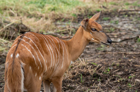 Kudu female is living on the zooの写真素材