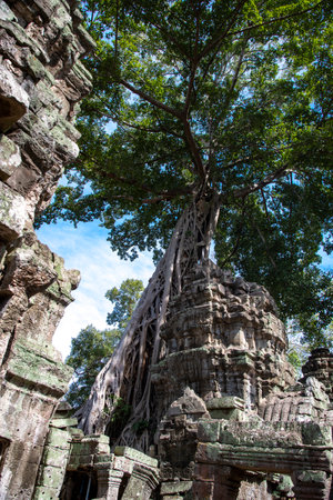 Prasat Ta Prohm, Angkor Thom, Cambodiaの写真素材