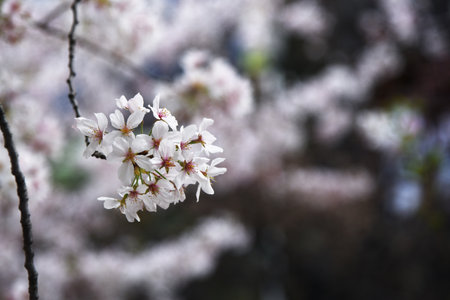 close up of Sakura or Cherry blossom in the park in Japanの写真素材