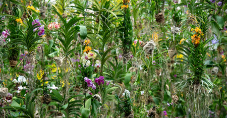 Beautiful and colorful orchids garden in the eveningの写真素材