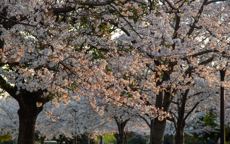 Sakura or Cherry blossom in the park in Japanの写真素材