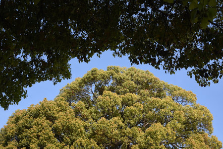 the image of Beautiful tree on blue sky backgroundの写真素材