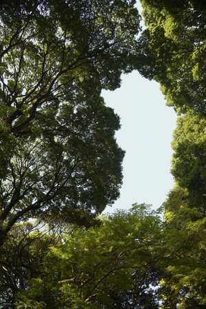 the image of Beautiful tree on blue sky backgroundの写真素材