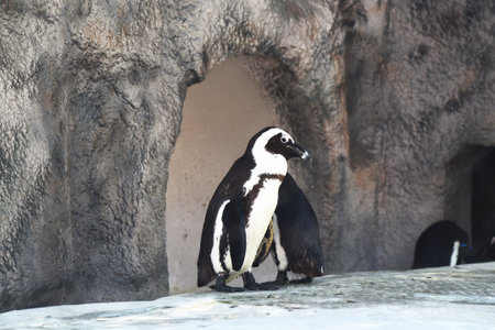 Penguin at Ueno zoo in Tokyo, Japanの写真素材
