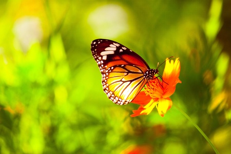 butterfly has flying in the garden for eatingの写真素材