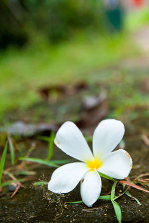 white flowers is beautiful in the worldの写真素材