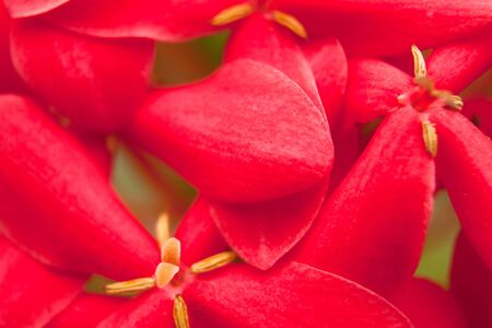 red flowers have a lot of in thailandの写真素材