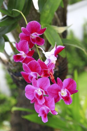 orchid is number one of thailandの写真素材