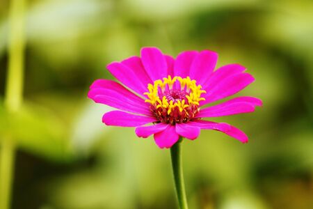 pueple zinnia in the garden waiting peopleの写真素材