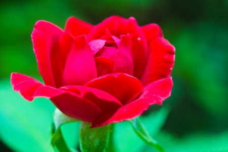 red rose for 14 february every yearの写真素材