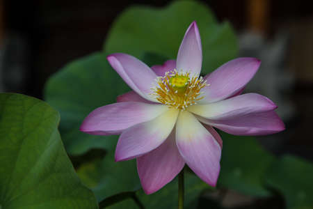 Lotus flower is another extremely common  The flowers are beautiful and exotic lotus flowers taken from Indonesia の写真素材