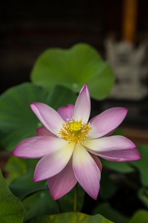 Lotus flower is another extremely common  The flowers are beautiful and exotic lotus flowers taken from Indonesia の写真素材