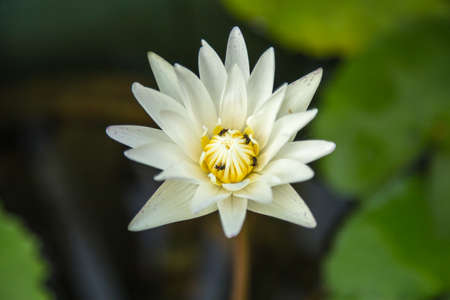 White lotus flower is commonly seen in both domestic and internationalの写真素材