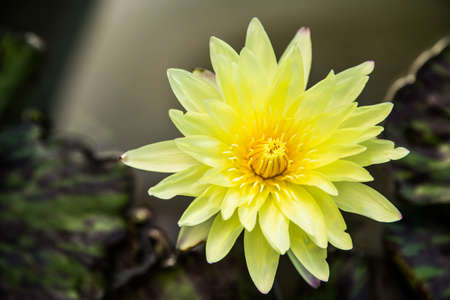  lotus represents peace, happiness and beauty 