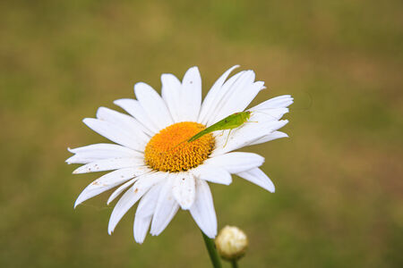 Chrysanthemum flowers are beautiful and charming, forceful の写真素材