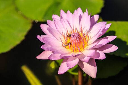 Commonly used lotus for Buddhist worship の写真素材