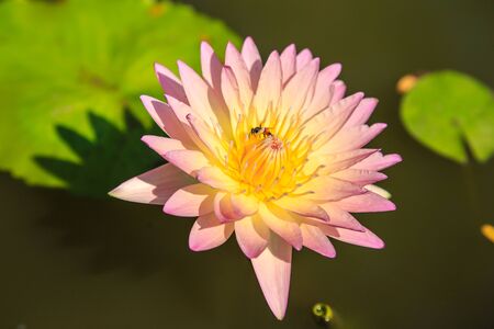 Commonly used lotus for Buddhist worship の写真素材