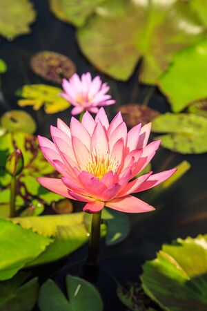 Commonly used lotus for Buddhist worship の写真素材