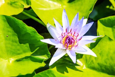 Commonly used lotus for Buddhist worship の写真素材