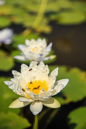 Commonly used lotus for Buddhist worship の写真素材