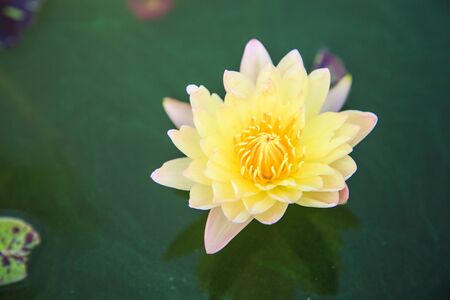 Commonly used lotus for Buddhist worship の写真素材