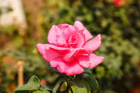 Pink roses A beautiful bunch Symbol of Valentine の写真素材