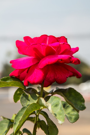 Red rose Symbol of love on Valentineの写真素材