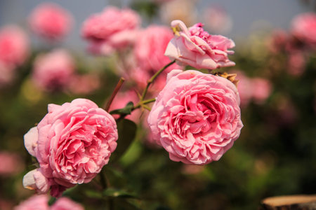 Two flowers pink roses together  Photo of a roadside farm Friendship Thailand の写真素材
