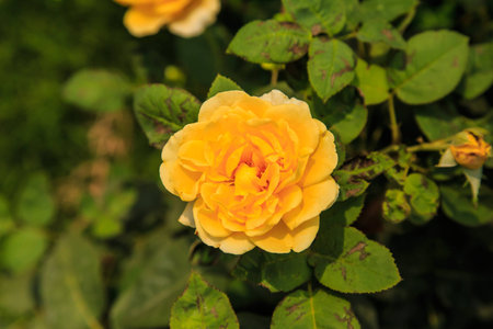 Yellow Rose Bright sweetness and beauty unite in this rose の写真素材