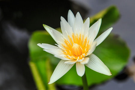 Lotusの写真素材