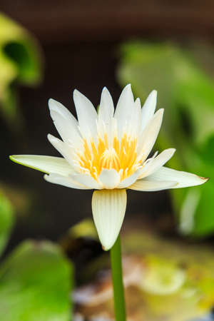 Lotusの写真素材