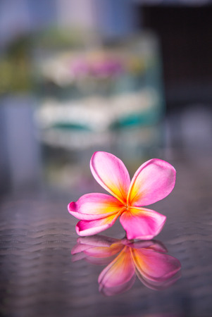 Frangipani flowerの写真素材