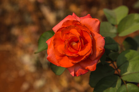 Orange rose Hot beauty blend together perfectly の写真素材