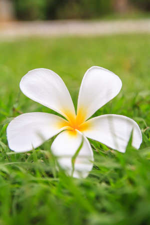 Plumeria White Represents a bright, clean and wholesome.の写真素材